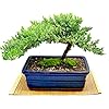 Live Dwarf Juniper Bonsai Tree IndoorOutdoor 100 Handcrafted Home and Office Decor Best Gift for Holiday XL