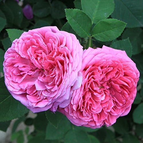 Adb Inc Heirloom Pink Damask Rose Bush Flower Seeds