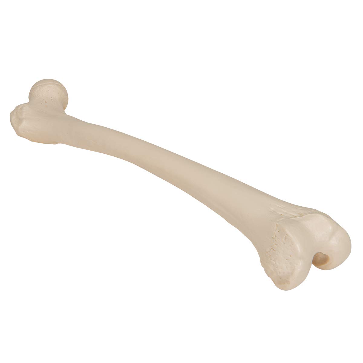 3B Scientific A35/1L, A35/1R Femore + software gratuito di anatomia - 3B Smart Anatomy
