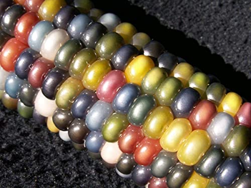 100+ Glass Gem Corn Seeds Non-Gmo Popcorn Delicious Jewel-Toned, Glass-Like Kernels, Grown In Usa. Rare! Ornamental And Edible! Harley Seeds #TOP4