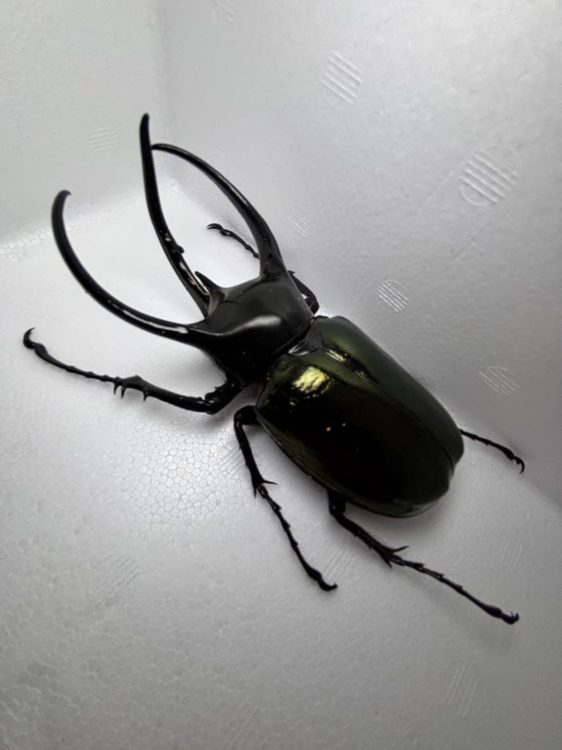 大型ベトナム産コーカサスオオカブトペア標本 大型ベトナム産コーカサスオオカブトペア標本