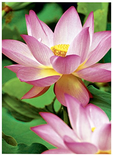 Avery Zweckform 2482-20 Premium Inkjet Photo Paper High-Gloss A4 300 G 20 Sheets #TOP2