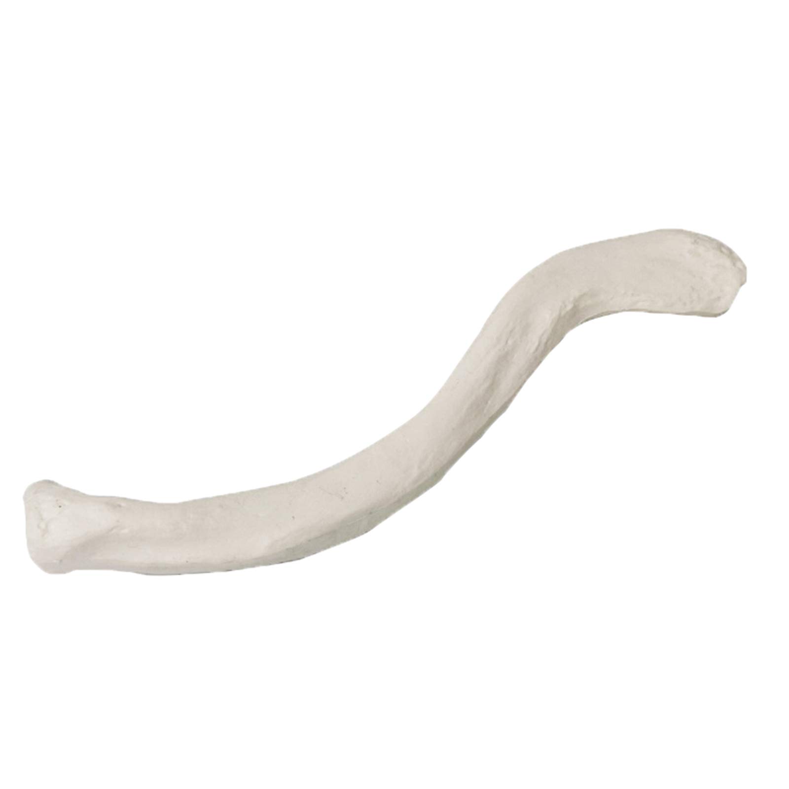 Sjdopulse A Simulation Human Bone Model - Life Size Shoulder Blade Clavicle Patell Sacrum Tailbone Limb Bones Model - Pvc Material Human Natomy Skeleton Bone Model (A)