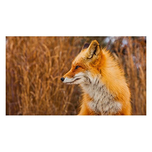 Affiche renard nature pour salon moderne : décorez votre mur avec ce poster Fabulous Poster
