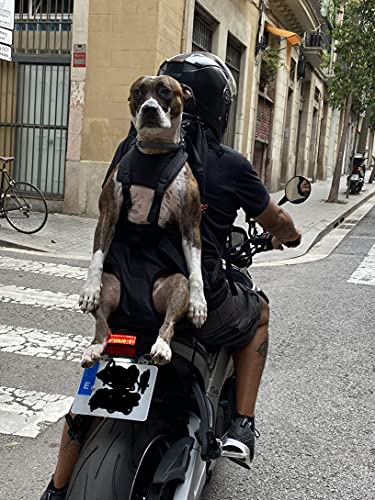 Patentierter Premium Leg Free Rucksack zum Tragen von Hunden Hunderucksack Hundetrage Hundetragerucksack für Hunde von 11-18kg mit 4-Träger Targesystem