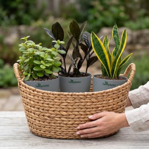 Image of Black Raven ZZ, Jade Plant & Snake Plant Live Indoor 3-Plant Combo in 4-Inch Self-Watering Matte Grey Pots | Hard-to-Kill, Low-Maintenance Houseplants for Home, Office & Bedroom Decor