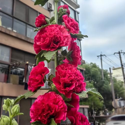 semi di malvarosa - d'appartamento balcone giardino in vaso resistenti biologici 50pcs