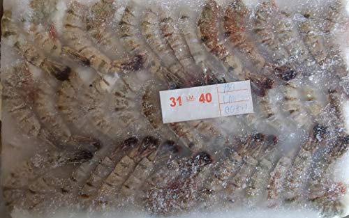 �����@�u���b�N�^�C�K�[�@31-40�@1.8kg�i�@��124�`160�C�@�j�@�A�C�X�u���b�N