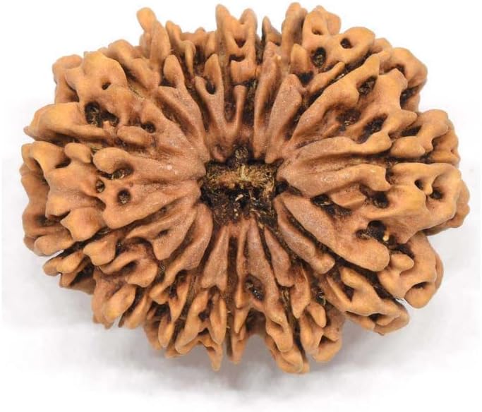 Certified GemsCertified Gems 14 Mukhi Rudraksha Original Certified Nepali 24mm With Pendant 14 मुखी रूद्राक्ष हनुमान बाबा का आशीर्वाद Chaudah Mukhi Rudraksha 14|Fourteen Face Rudraksh