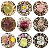 semillas de lithops peru Se puede colocar en una maceta para contemplarla en interiores.