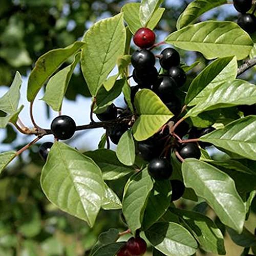 Chá de Cascara Sagrada