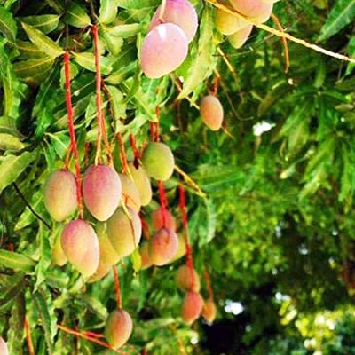 Ariya Mango Sindhu Seedless Variety Grafted Fruit Live Plants & Tree (B0B2Q1TR4M) Amazon Price History, Amazon Price Tracker