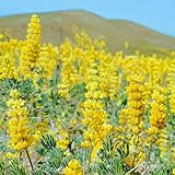 550 piezas Comprar semillas de altramuz, plantar semillas de altramuz. abeja prado semillas perenne resistente plantas exóticas semillas de altramuz - Lupinus micranthus - plantas