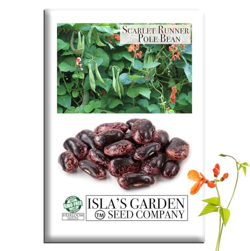 Scarlet Runner Pole Bean Seeds (Phaseolus coccineus) 25+ Non-GMO Heirloom Seeds by Islas Garden Seeds Climbing Vines with Red Blooms Edible Beans Trellis Garden Favorite