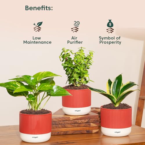 Image of Kyari Combo of 3 Indoor Plants - Lucky Jade, Golden Hahnii, Money Variegated with Red Brick Self Watering Pot 4 Inch - Live Plants for Home Decor, Living Room, Office Desk - Air Purifying Plant Set