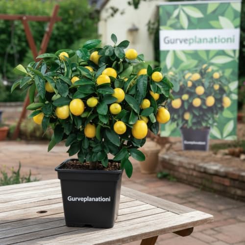 Image of Lemon Fruit Plant, Hardy, Low Maintenance Tree for Fresh Lemons, Ideal for Patio or Garden (Yellow Lemon)