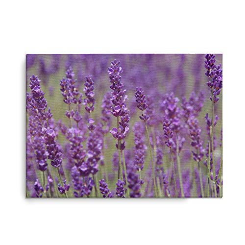 Framed Canvas Print Lavender Flower Field 20 Inches by 16 Inches