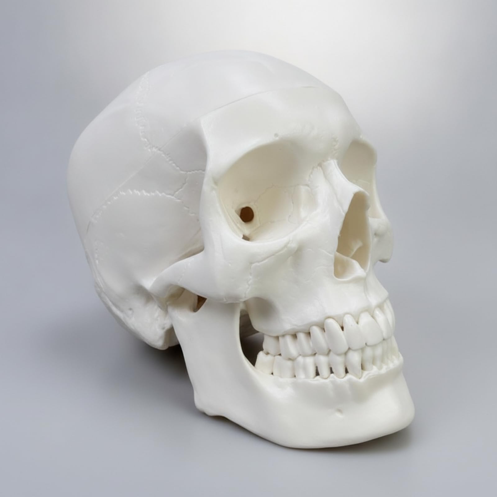 Testa Anatomica Umana Modello Cranico Modello Fisiologico Modello Didattico Modello Strutturale in PVC con Dettagli Ossei E Linee di Adatto a Studenti, style to 3