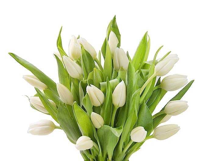 Image of KaBloom-15 White Tulip Bouquet,Flowers for Valentine, Mother's Day