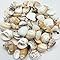 Amazon.com: PEPPERLONELY Medium White Shell Mix Sea Shells, 10 OZ Apprx ...