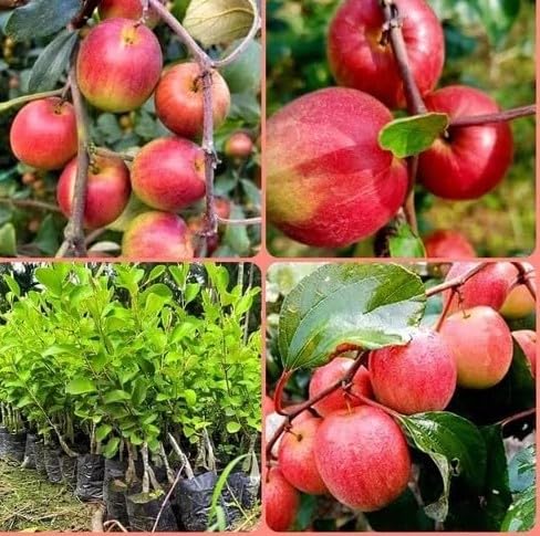 Miss India Apple Ber Variety Fruit Grafted Live Plants (1-1.5 Ft Size) Pack of 1 Next Year Get Fruits, NDN-7Y1-image-36