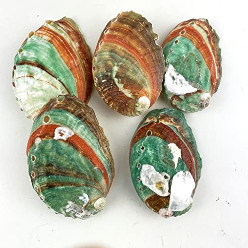 Worlds Abalone Shells 5PC Natural Abalone Seashell for Craft and Home Decor 2