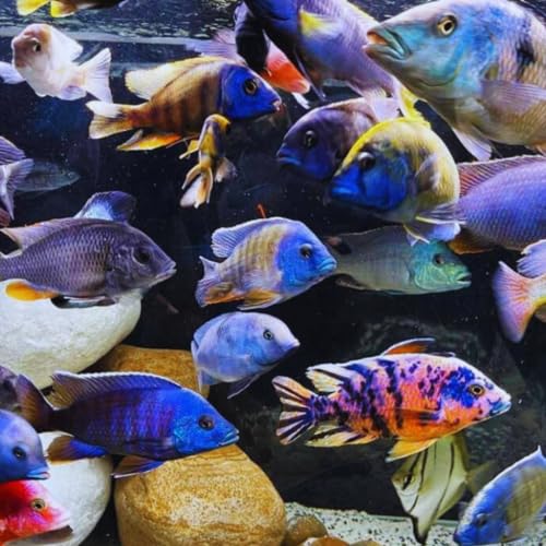 Mixed Mbuna African Cichlid 6 Pack