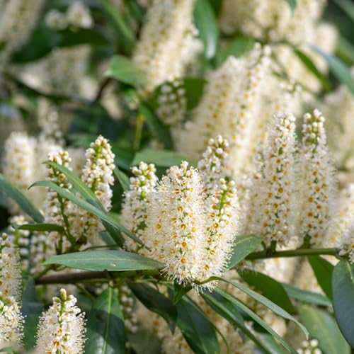 semillas de laurel cereza - balcón variedades antiguas interior resistentes jardín 250pcs