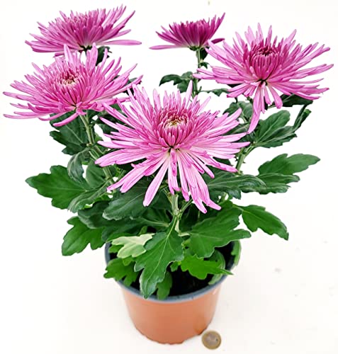 POWERS TO FLOWERS - CRISANTEMO A SPILLO ROSA, CRISANTEMO ANASTASIA, vaso 15cm, Piante Vere