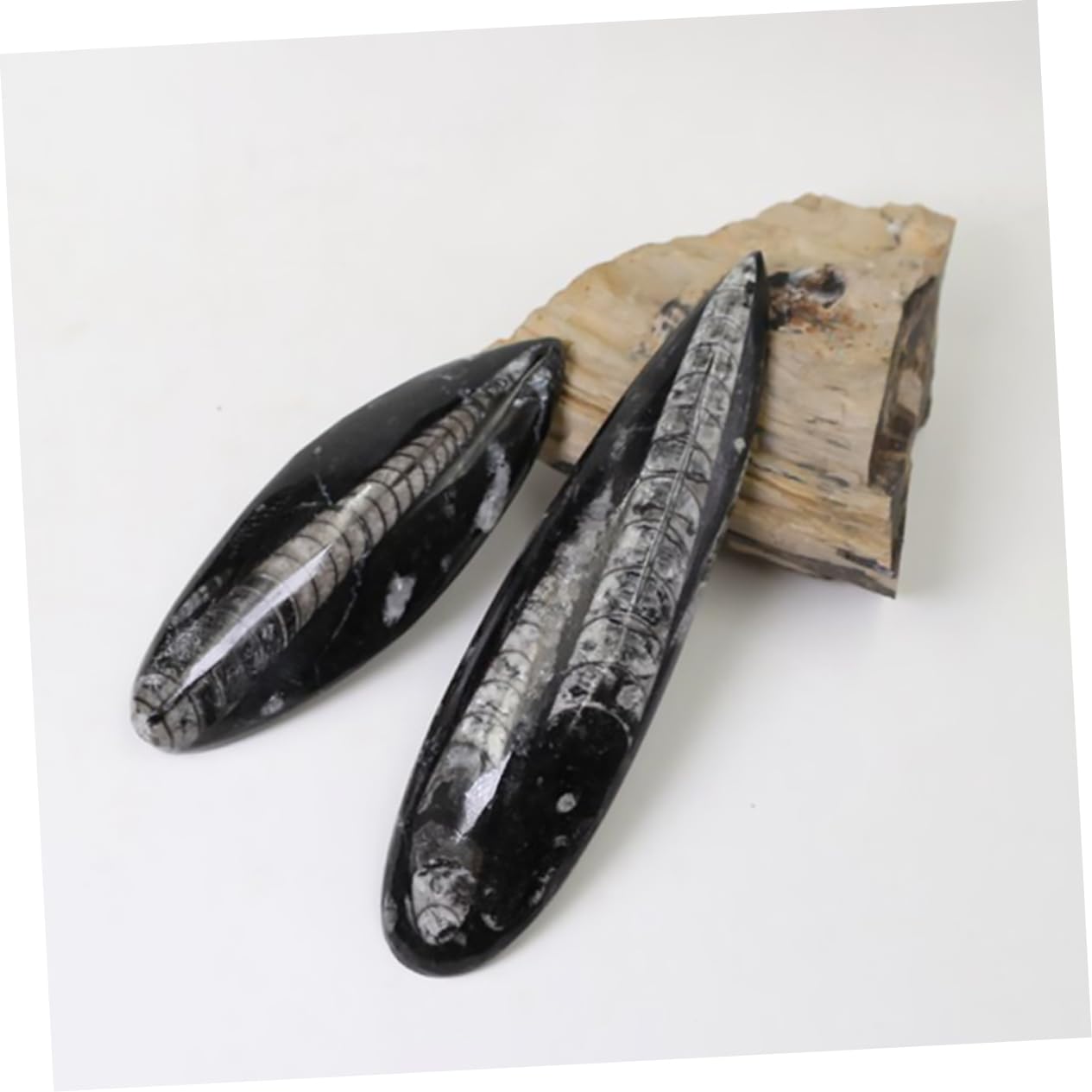 Fossile di Orthoceras Nero Grande per Scopi Educativi Materiale Minerale Autentico per Laboratorio di Paleontologia e Didattica Scientifica