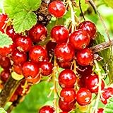 Live Currant Bush Plant Fast Growing, Ready Bear Fruit Within 1 Year - No NC, WV, NH, 6-14' Tall, Great for Backyard or Orchard Growing, Currant Plant (Red)