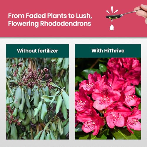 Fertilizante líquido Rhododendron 32oz para plantas miniatura 3