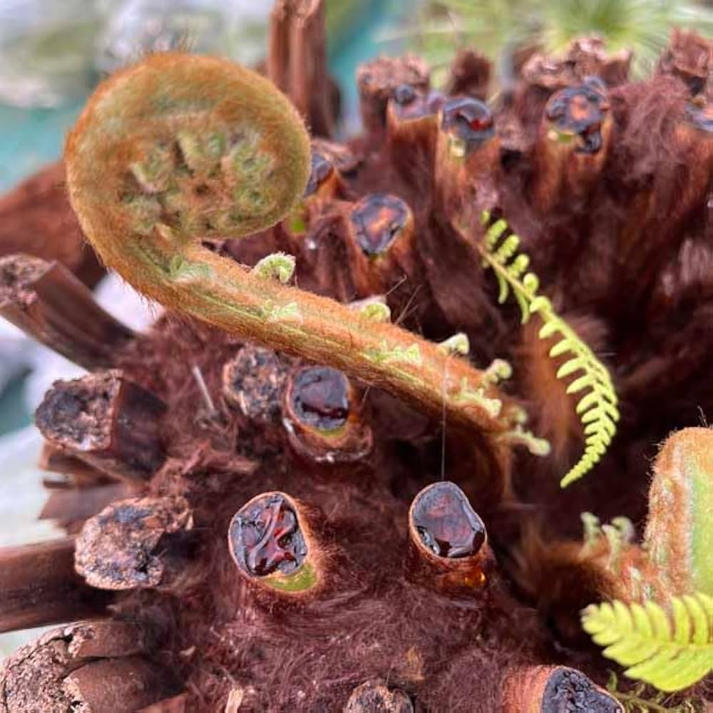 Amazon｜ディクソニア・アンタルクティカ ヘゴシダ ベアルート