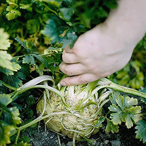 LEANO Garden - 100Pcs White Button Root Celery Seeds Garden Courtyard Delicious Vegetable Plant Vegetables
