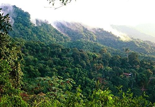 Mexican El Mezcal Micro Lot Coffee Beans (Light Roast (City), 2.5 Pounds Whole Beans) #TOP6