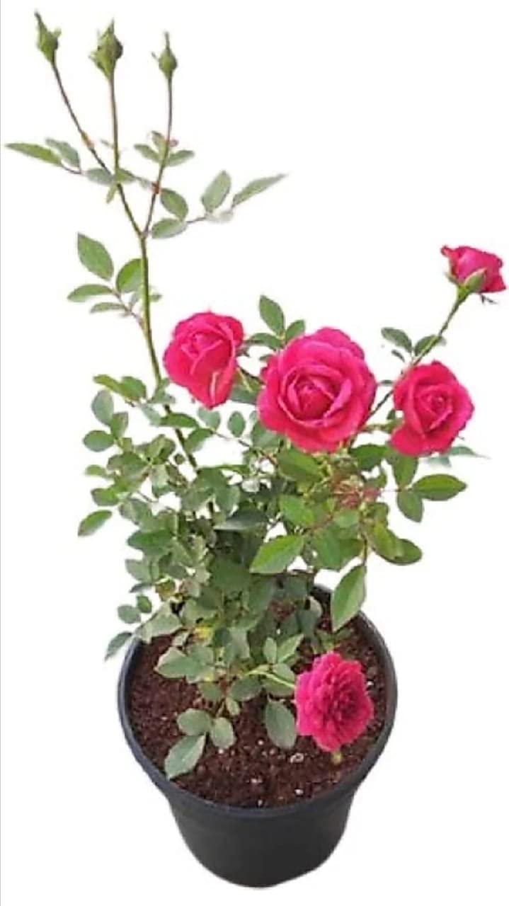 Premium Natural Organic Pink Rose Flower Live Plant(Color: Pink) (B09GPGT3NP) Amazon Price History, Amazon Price Tracker