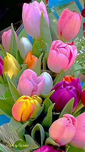 Siddhi Vinayak Gallery® Imported Variety mix color tulip Flower bulbs pack of 10 flower bulbs (B097KLG3NL) Amazon Price History, Amazon Price Tracker