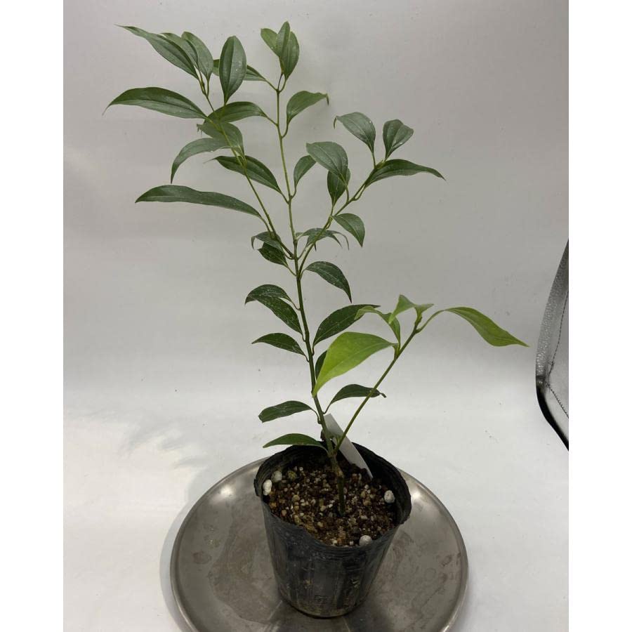 Amazon.co.jp: シナモンの苗 セイロンニッケイ ハーブ スパイス : DIY