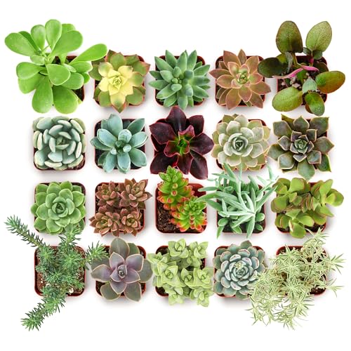 Shop Succulents Collectors Succulent Plant Pack Collection - Live Mini Succulent Plants, Low Maintenance, Colors & Textures - Wedding and Party Favors, Gift & Garden, Pack of 20