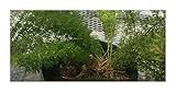 Seeds & Plants Shop by Ipsa