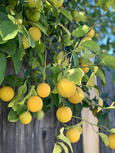 Kejora Fresh Lemons - 4 lbs