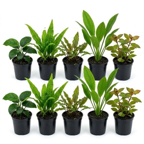 CANTON AQUATICS Live Aquarium Plants Bundle 10 Assorted Potted Freshwater Plants for Fish Tanks Beginner Friendly