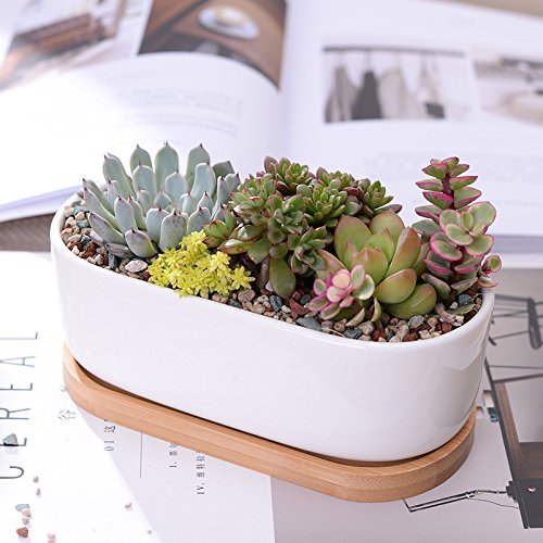 fragmentdesign 陶器植木鉢 トレイ 2点セット ファッション 通販メンズ - fragmentdesign 陶器植木鉢 トレイ 2