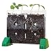 Educational Insights Sprout & Grow Window