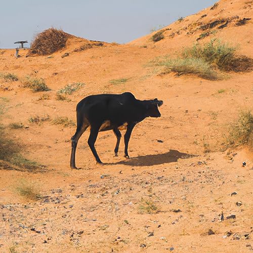 Page de couverture de Et si le bio et le local n'était pas écologique