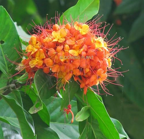 Image of BLOOMING PLANT Live Sita Ashoka Plant (Saraca Asoca) | Ashoka Chettu | Rare Flowering /Ornamental Tree - Spiritual & Healing Plants for Home Garden (1-1.5 Feet Height 1 Plants in Poly Bag)