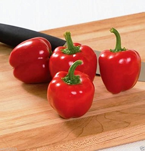 Pepper, Miniature Red Bell (50 Seeds) Capsicum Annuum - Excellent for Container