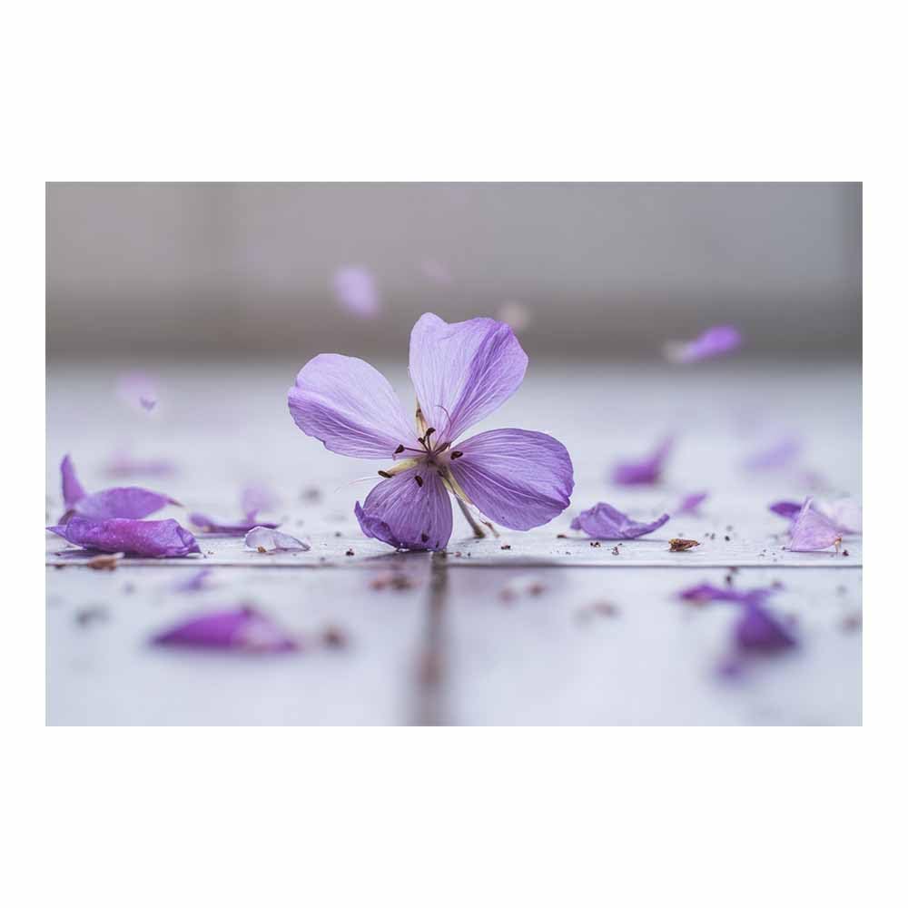ZAMAEIU Nature Wall Art Scattered petals decorative home accessories, paintings wall art,For living room, bedroom, Apartment Corridor Office etc.(Purple;)-50x70cm Unframed