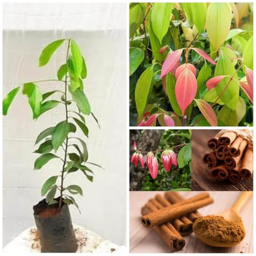 Image of Dalchini Plant, Cinnamomum cassia PlantSaplings, Dalchini Plant - Cinnamon Dalchini Spice Healthy PlantSaplings,CF SG01