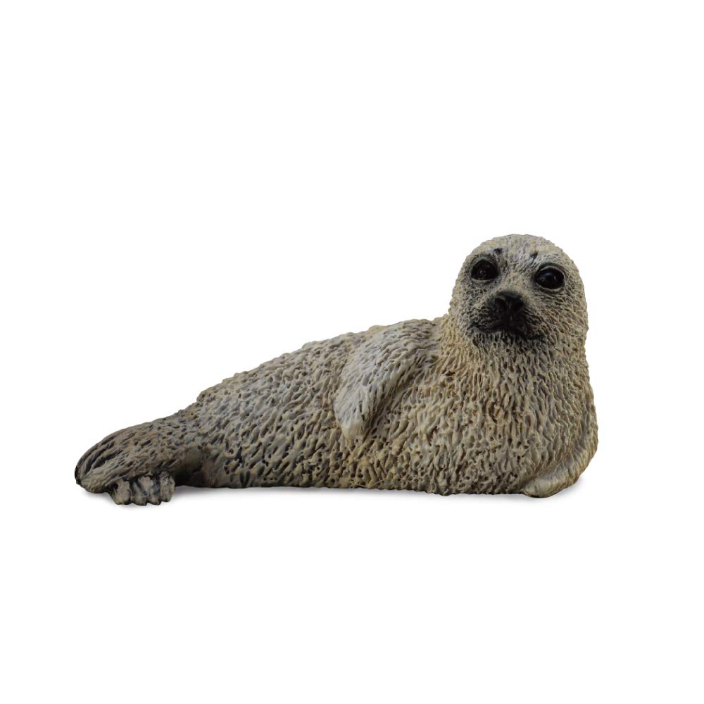 CollectASpotted Seal Pup